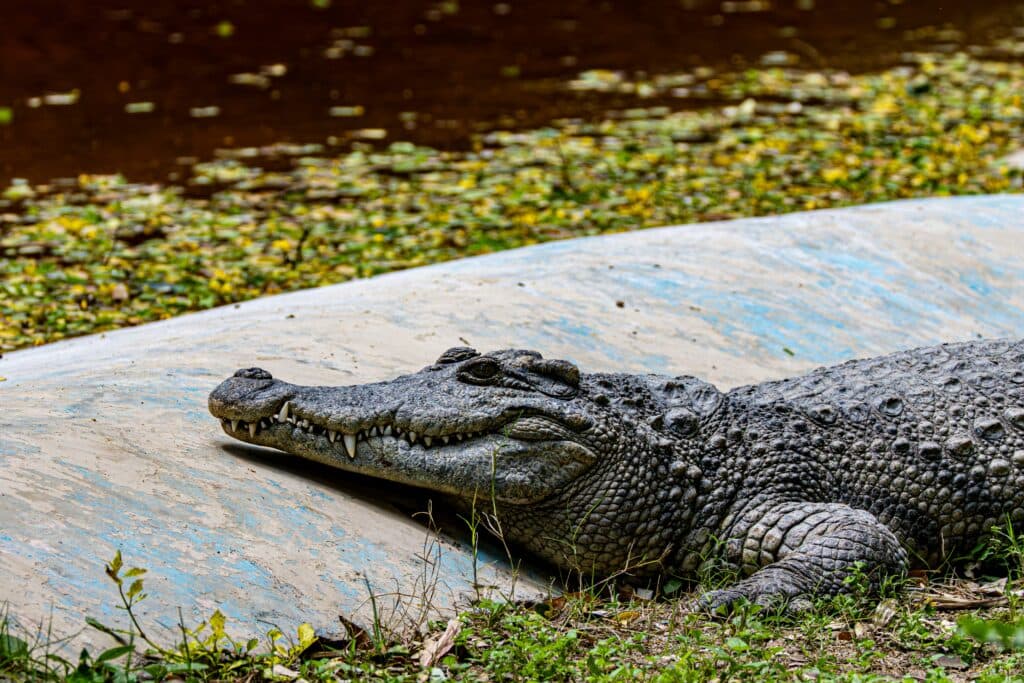 Tentativă de omor la o grădină zoologică. Copil de 3 ani, grav rănit după ce a ajuns în țarcul crocodililor. Un bărbat a fost arestat
