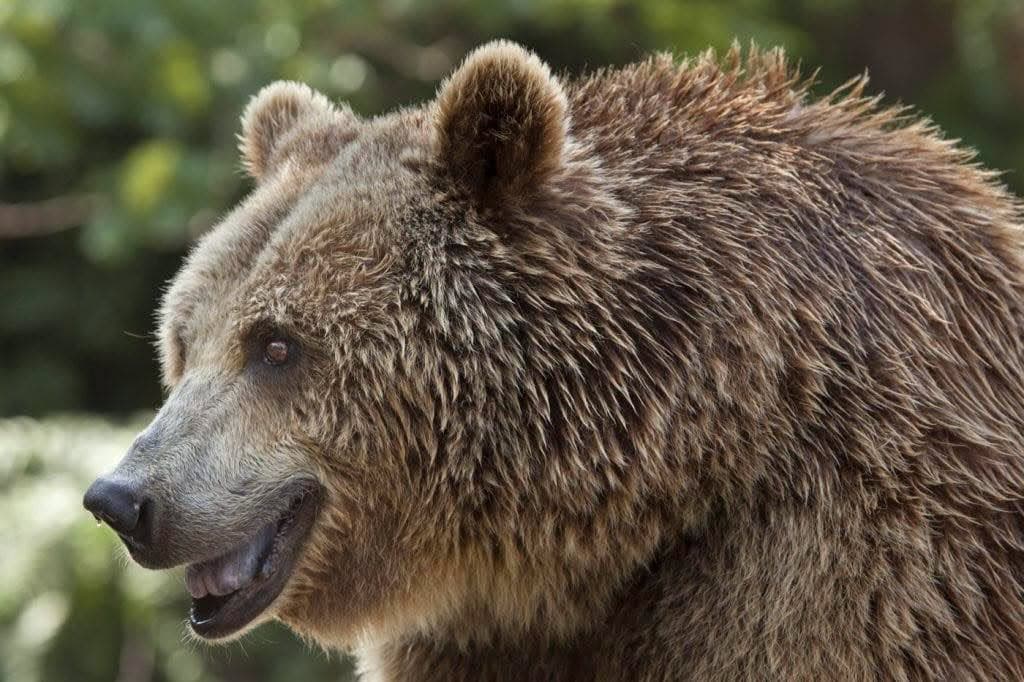 România şi Slovacia solicită Comisiei Europene mai multă flexibilitate în gestionarea populaţiilor de urs brun